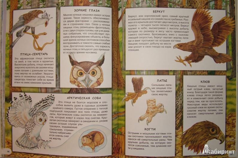 Иллюстрация 9 из 23 для Загадки животного мира - Элеонора Барзотти | Лабиринт - книги. Источник: om-2