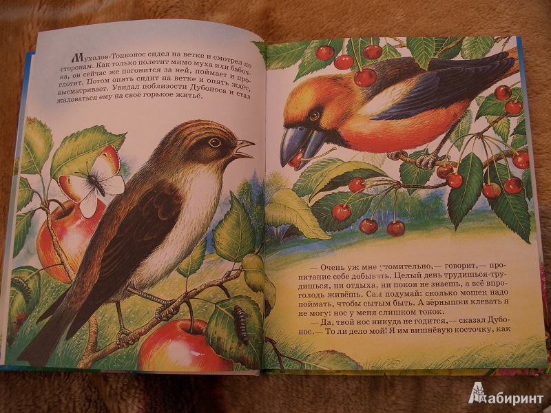 Иллюстрация 18 из 22 для Сказки о природе - Виталий Бианки | Лабиринт - книги. Источник: variae lectiones