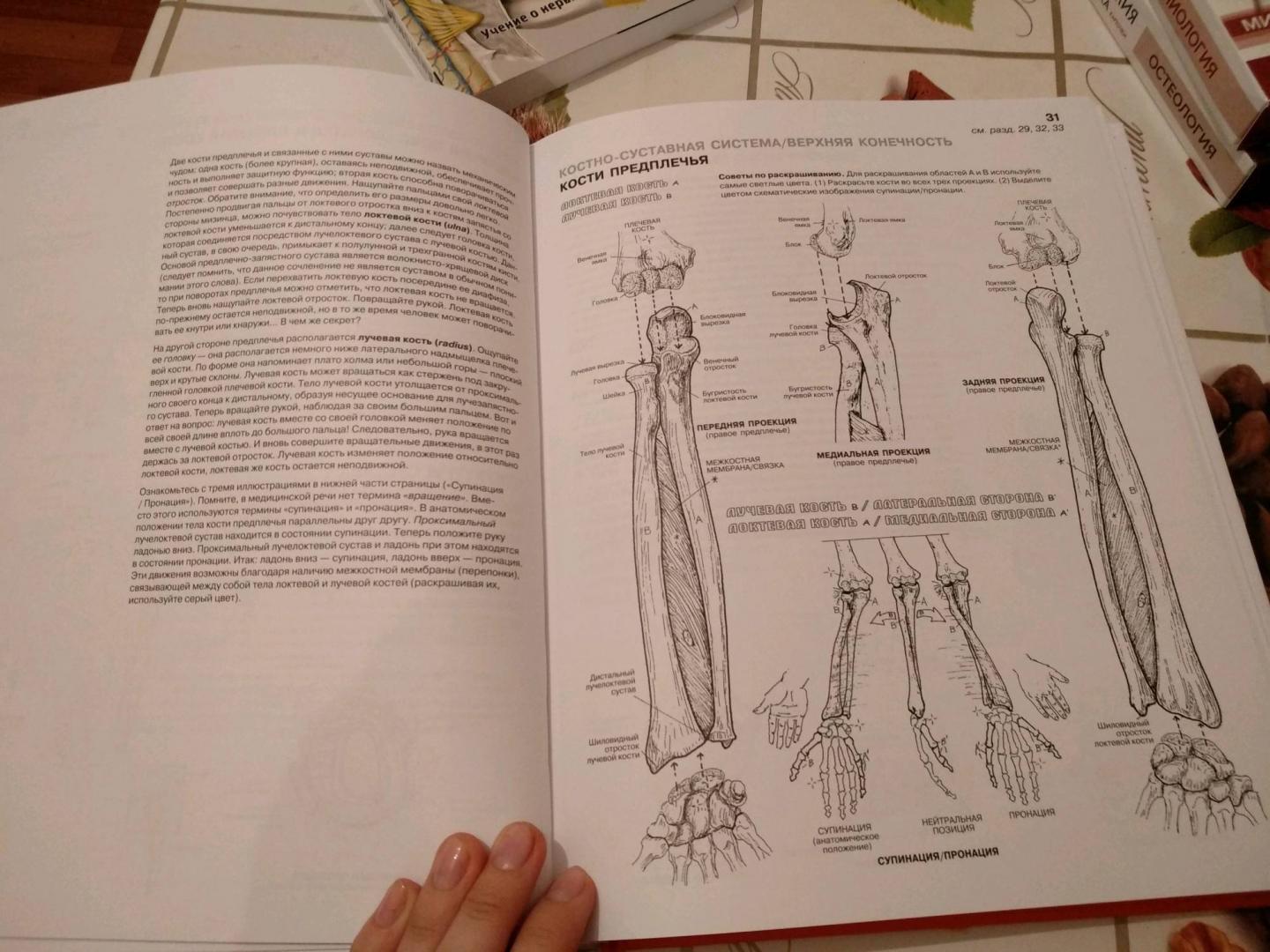Иллюстрация 52 из 65 для Анатомия человека. Атлас-раскраска - Элсон, Кэпит | Лабиринт - книги. Источник: Татенко  Валентина