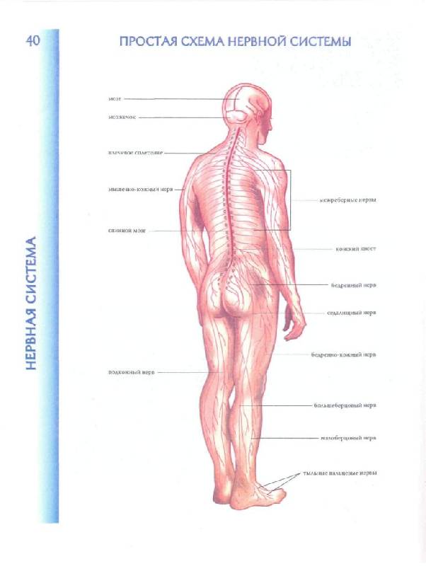 Иллюстрация 30 из 40 для Атлас анатомии человека | Лабиринт - книги. Источник: фиалка