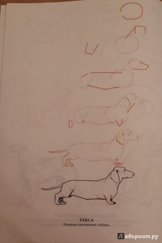 Иллюстрация 7 из 14 для Рисуем 50 собак - Ли Эймис | Лабиринт - книги. Источник: Чирков  Николай Викторович