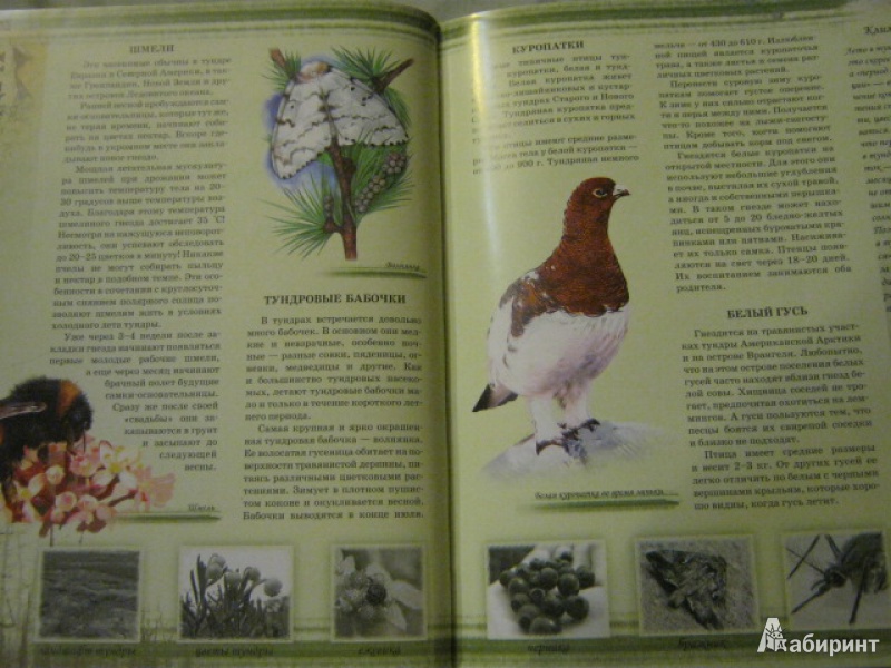 Иллюстрация 8 из 16 для Мир животных - Цеханская, Стрелков | Лабиринт - книги. Источник: Евгения39