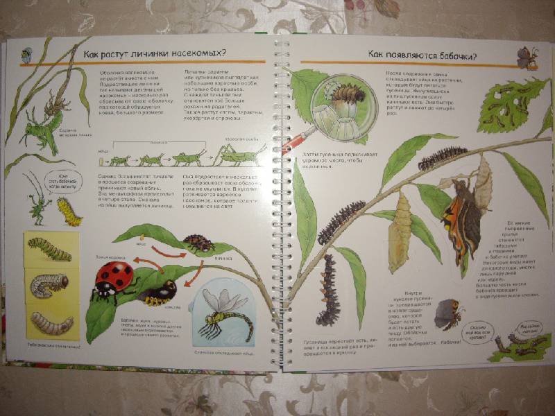 Иллюстрация 4 из 41 для Кто такие насекомые - Ангела Вайнхольд | Лабиринт - книги. Источник: Майский день