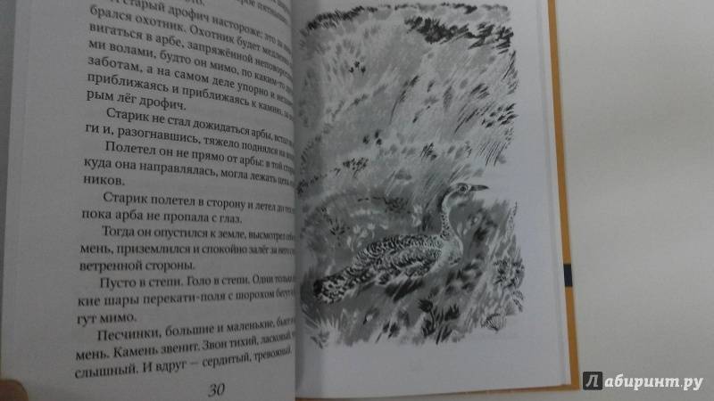Иллюстрация 10 из 13 для Безымянной тропой - Николай Сладков | Лабиринт - книги. Источник: Свиридова  Виктория