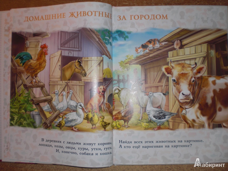 Иллюстрация 16 из 28 для Моя первая книга о животных - Лена Данилова | Лабиринт - книги. Источник: Юляша93