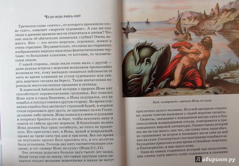 Иллюстрация 6 из 21 для Дельфины и киты - Юлия Дунаева | Лабиринт - книги. Источник: Соловьев  Владимир