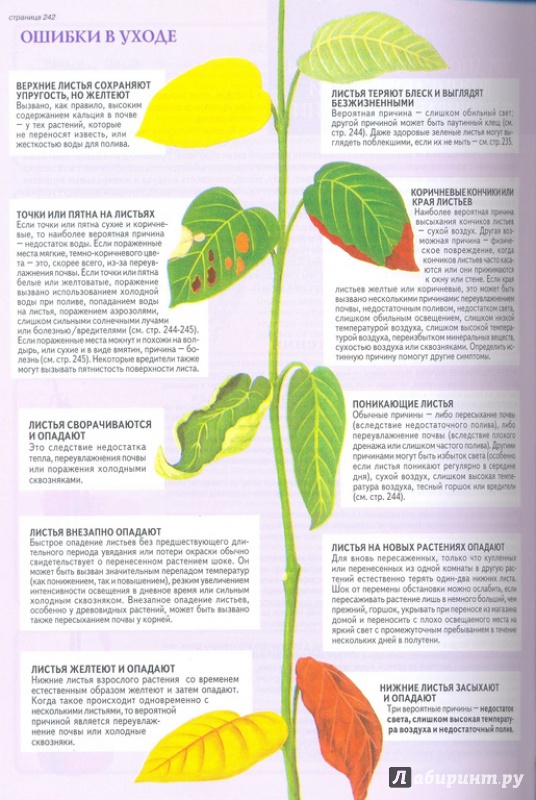 Иллюстрация 7 из 19 для Все о комнатных растениях - Дэвид Хессайон | Лабиринт - книги. Источник: Тесла