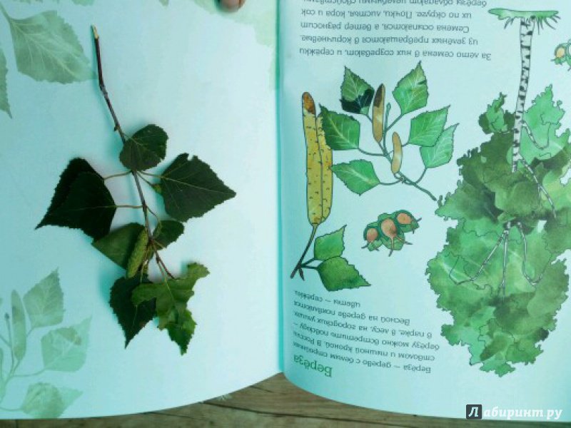 Иллюстрация 25 из 28 для Мой первый гербарий. Цветы и листья. ФГОС | Лабиринт - книги. Источник: peperin