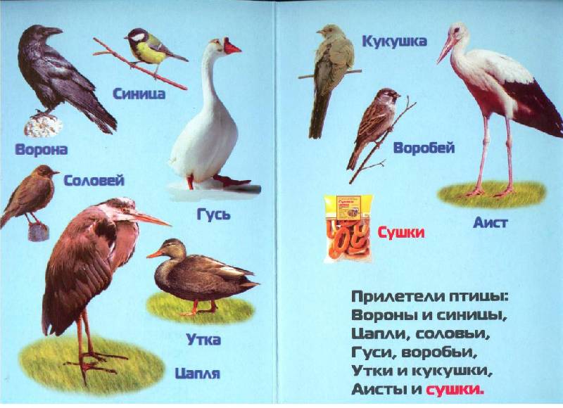 Иллюстрация 3 из 3 для Прилетели птицы - Инна Барская | Лабиринт - книги. Источник: Zhanna