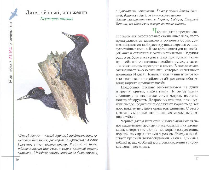 Иллюстрация 18 из 38 для Птицы леса - Бровкина, Сивоглазов | Лабиринт - книги. Источник: мамаОля