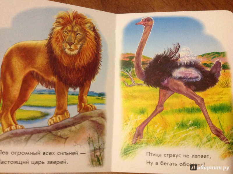 Иллюстрация 3 из 10 для Любимый зоопарк - Олеся Квитка | Лабиринт - книги. Источник: Комарова  Анастасия