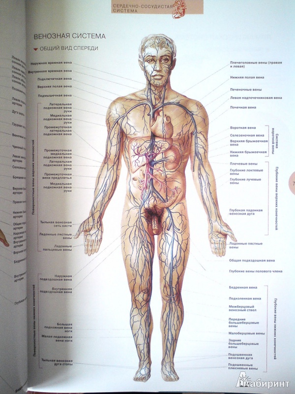 Иллюстрация 5 из 32 для Атлас анатомии человека - Виге, Орте | Лабиринт - книги. Источник: D8  _
