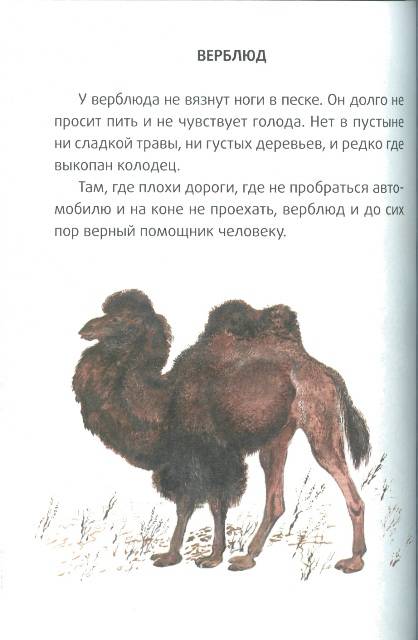 Иллюстрация 11 из 42 для Большие и маленькие - Евгений Чарушин | Лабиринт - книги. Источник: bel-k