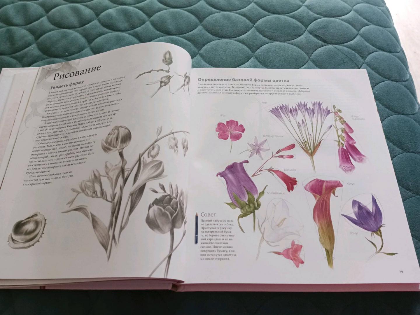 Иллюстрация 77 из 80 для Ботанические портреты. Практическое руководство по рисованию акварелью - Билли Шоуэлл | Лабиринт - книги. Источник: Лабиринт