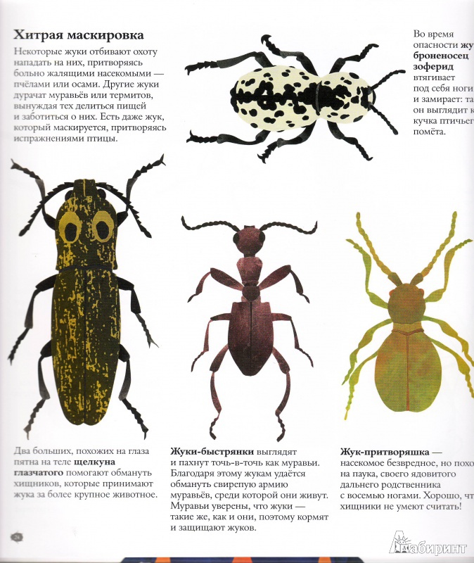 Иллюстрация 34 из 43 для В мире жуков. Интересные факты о животных - Стив Дженкинс | Лабиринт - книги. Источник: Трубадур