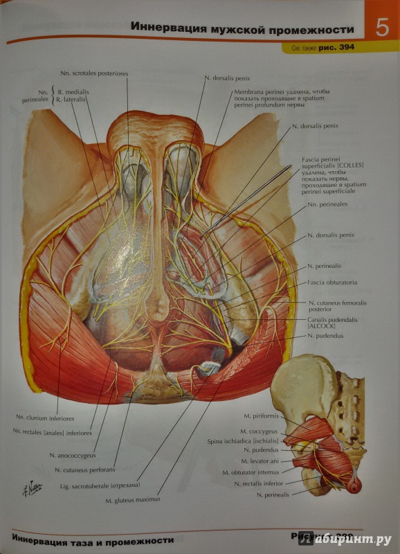 Иллюстрация 13 из 50 для Атлас анатомии человека - Фрэнк Неттер | Лабиринт - книги. Источник: olegiv
