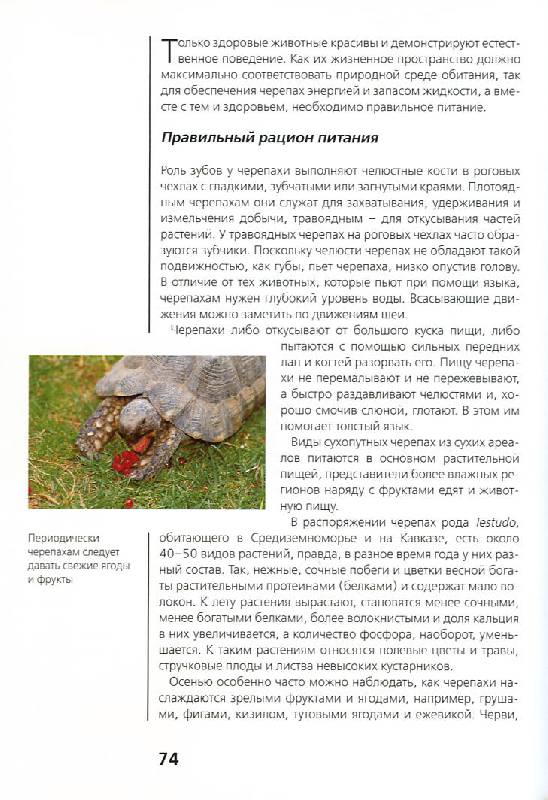 Иллюстрация 16 из 35 для Сухопутные черепахи - Райнер Прашага | Лабиринт - книги. Источник: Росинка