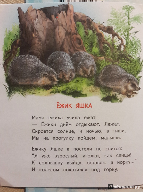Иллюстрация 25 из 32 для Слонёнок Санни - Владимир Борисов | Лабиринт - книги. Источник: Лиса