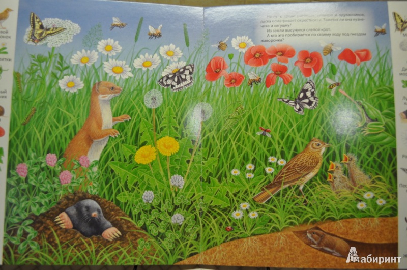 Иллюстрация 4 из 45 для На лугу и в поле | Лабиринт - книги. Источник: Слюсарева  Мария Викторовна
