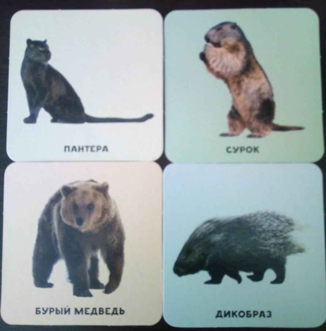 Иллюстрация 23 из 30 для Умный чемоданчик "В мире животных" (35 карточек) | Лабиринт - книги. Источник: Ханина  Елена Александровна