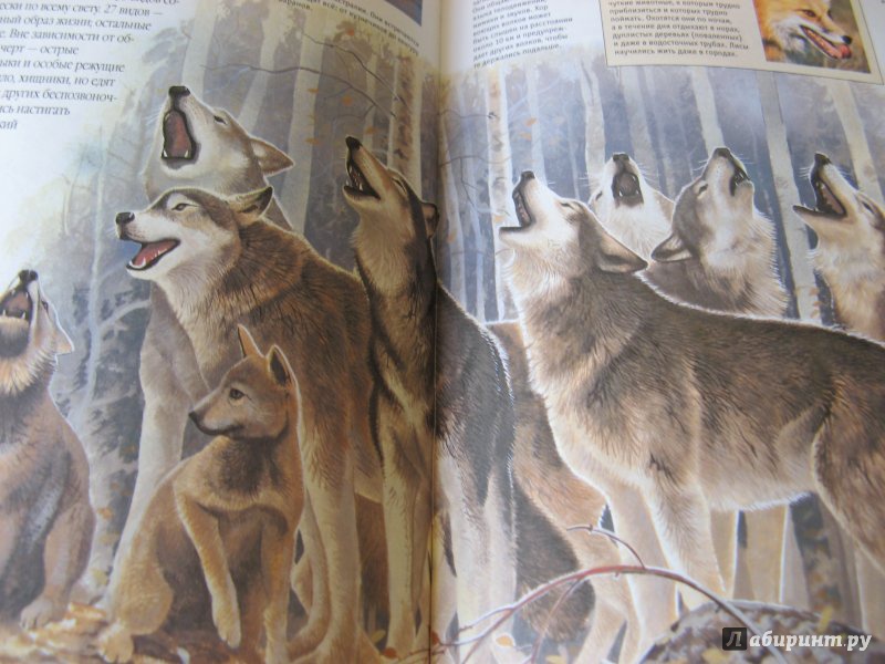 Иллюстрация 10 из 32 для Млекопитающие. Иллюстрированная энциклопедия | Лабиринт - книги. Источник: very_nadegata
