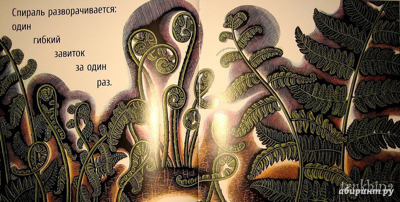 Иллюстрация 49 из 65 для Живые спирали - Джойс Сидман | Лабиринт - книги. Источник: Трухина Ирина