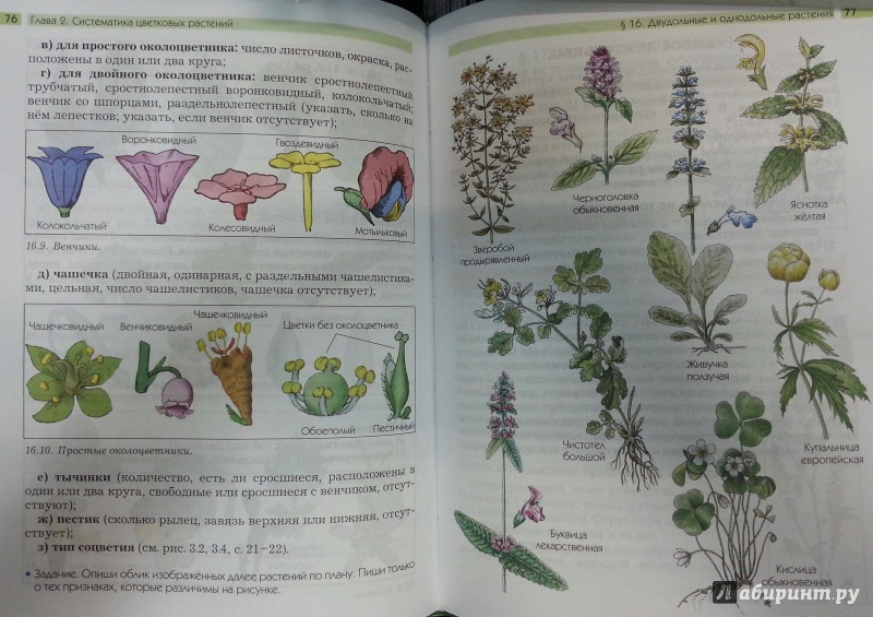 Иллюстрация 2 из 4 для Биология. Они растут, цветут и пахнут. 6 класс. Учебник. ФГОС - Ловягин, Вахрушев, Раутиан | Лабиринт - книги. Источник: Den