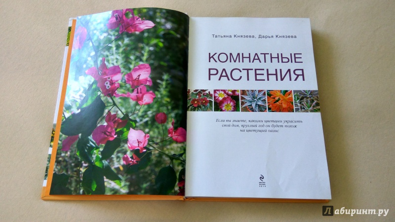 Иллюстрация 5 из 13 для Комнатные растения - Князева, Князева | Лабиринт - книги. Источник: Гиззатуллин  Рушан