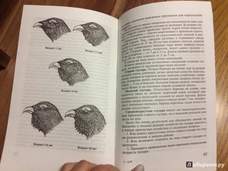 Иллюстрация 5 из 5 для Охота на глухариных токах | Лабиринт - книги. Источник: Карпунина  Юлия
