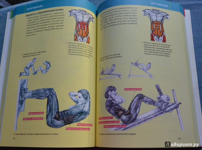 Иллюстрация 36 из 85 для Анатомия силовых тренировок для женщин - Делавье, Гандил | Лабиринт - книги. Источник: IrSh