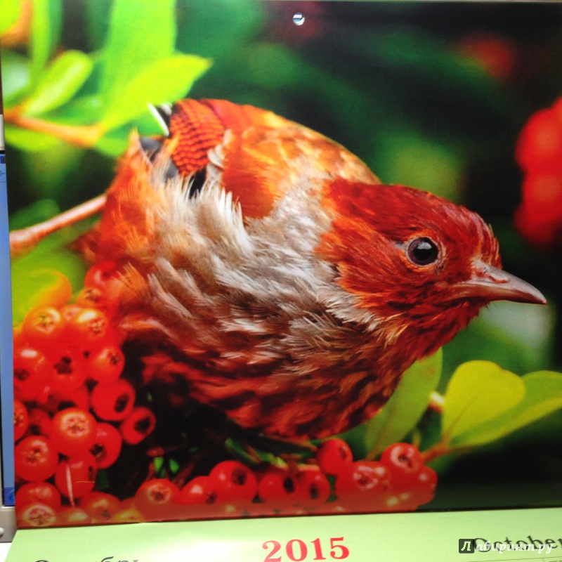 Иллюстрация 11 из 15 для Календарь настенный на 2015 год "Яркие птицы" (КС121506) | Лабиринт - сувениры. Источник: Ноздрина  Светлана Олеговна