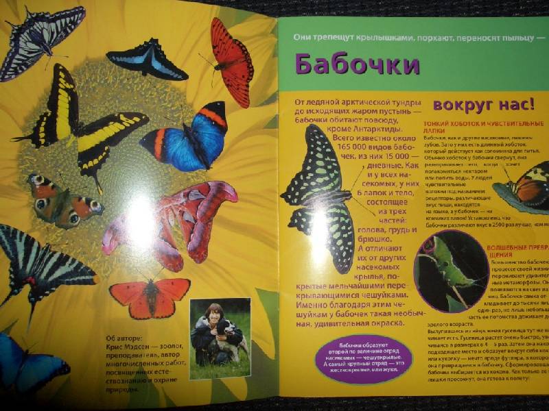 Иллюстрация 1 из 3 для Бабочки. Книжка со светящимися наклейками | Лабиринт - книги. Источник: sher