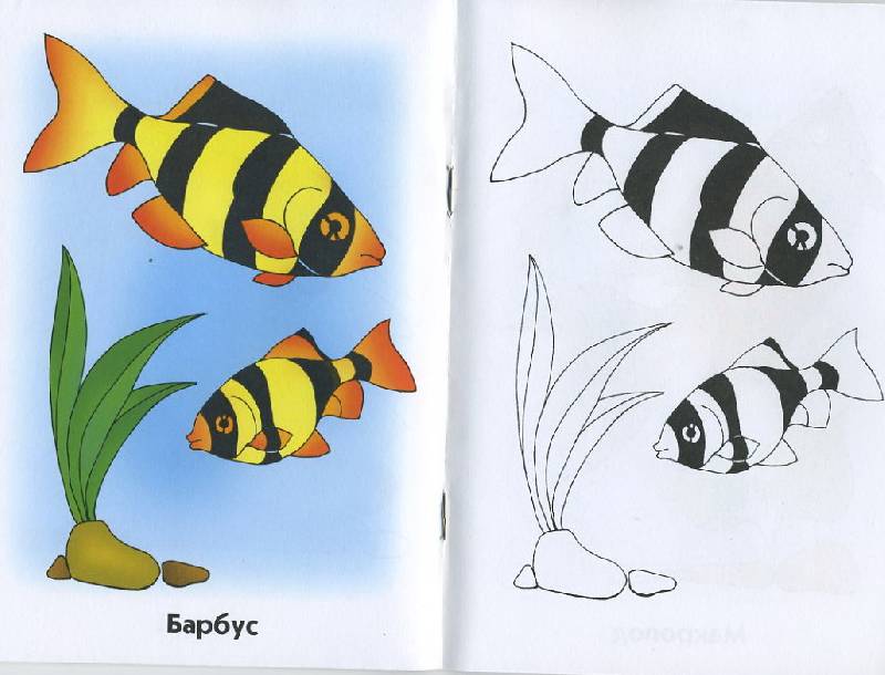 Иллюстрация 5 из 5 для Аквариумные рыбки. Раскраска для детей  6-7лет | Лабиринт - книги. Источник: Pallada