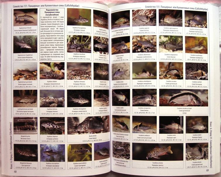 Иллюстрация 1 из 11 для Энциклопедия аквариумных рыб | Лабиринт - книги. Источник: Луговая Собачка