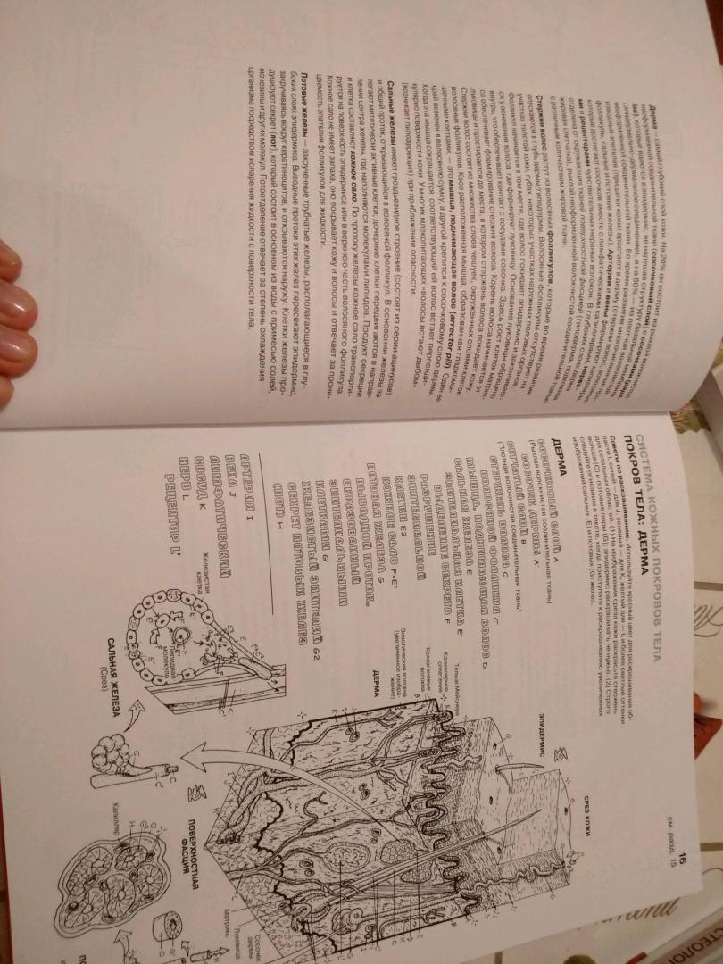 Иллюстрация 51 из 65 для Анатомия человека. Атлас-раскраска - Элсон, Кэпит | Лабиринт - книги. Источник: Татенко  Валентина