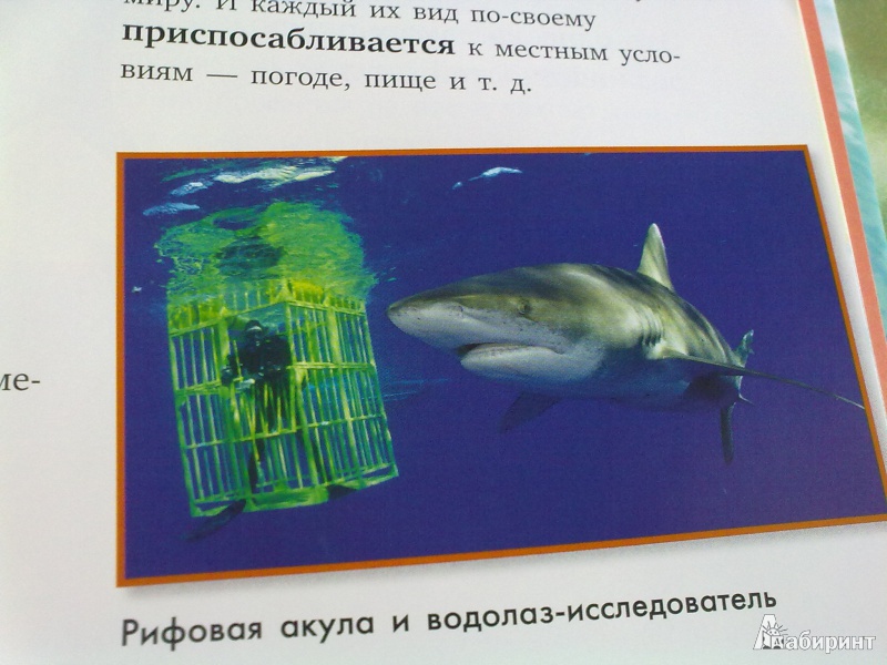 Иллюстрация 26 из 40 для Акулы | Лабиринт - книги. Источник: Лёля