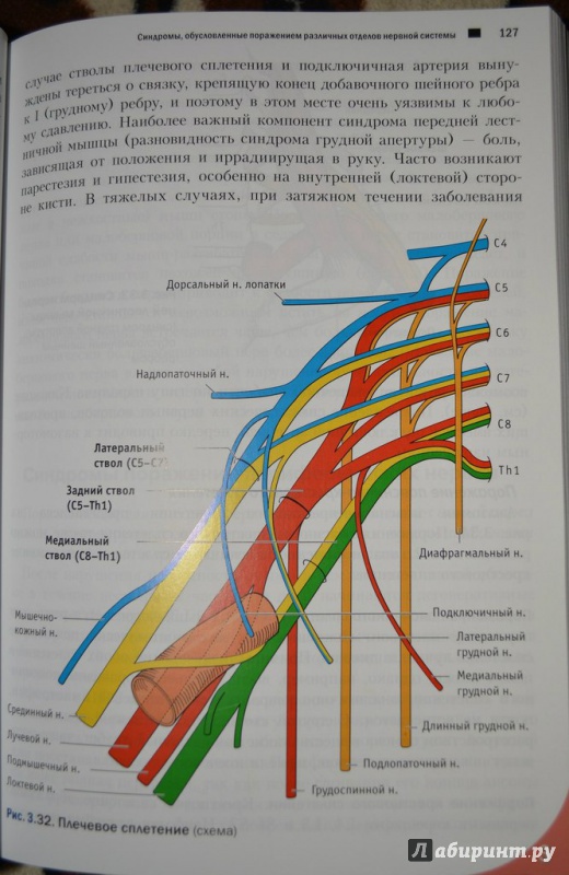 Иллюстрация 11 из 27 для Топический диагноз в неврологии по Петеру Дуусу. Анатомия. Физиология. Клиника - Бер, Фротшер | Лабиринт - книги. Источник: Лабиринт