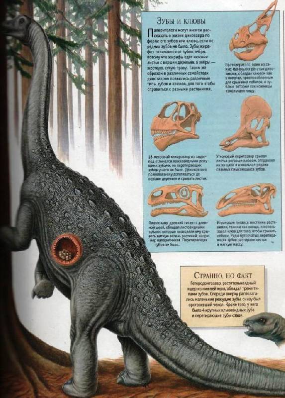 Иллюстрация 6 из 17 для Самая красивая энциклопедия животных | Лабиринт - книги. Источник: Zhanna