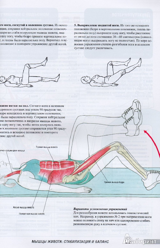 Иллюстрация 5 из 5 для Анатомия фитнеса и силовых упражнений для женщин - Марк Велла | Лабиринт - книги. Источник: Lustralis