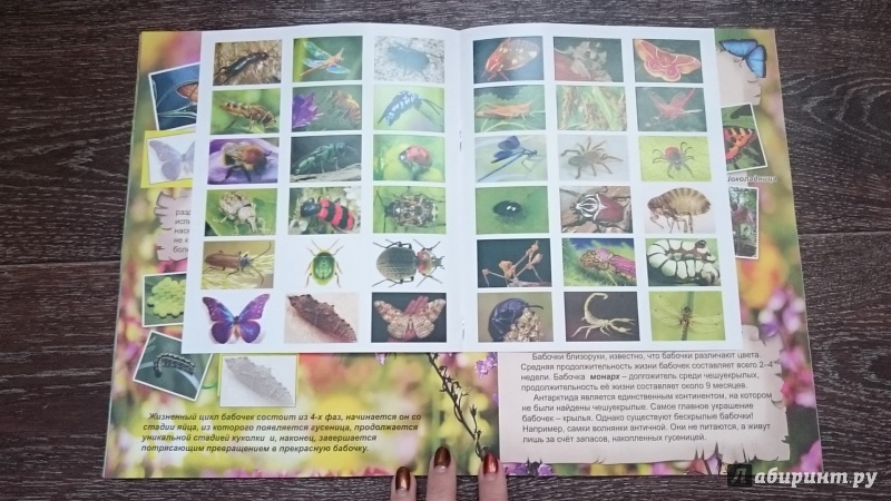Иллюстрация 8 из 45 для Удивительный мир насекомых | Лабиринт - книги. Источник: kamenniy_tsvetok