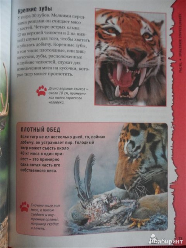 Иллюстрация 6 из 13 для Удивительные животные - Грин, Морган | Лабиринт - книги. Источник: Mex-mex