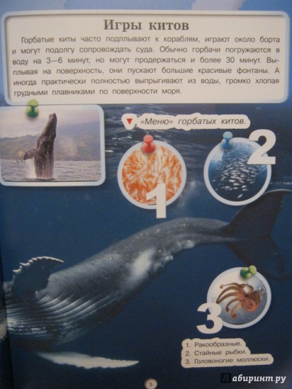 Иллюстрация 12 из 32 для Киты, дельфины и акулы - Дмитрий Кошевар | Лабиринт - книги. Источник: Евгения39