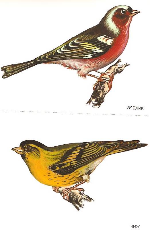 Иллюстрация 2 из 3 для Мир в картинках: Птицы средней полосы. 3-7 лет | Лабиринт - книги. Источник: пАдонак