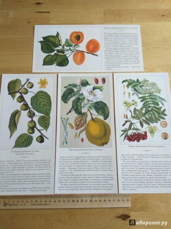 Иллюстрация 13 из 13 для Фрукты и ягоды | Лабиринт - книги. Источник: Чепижак  Анастасия