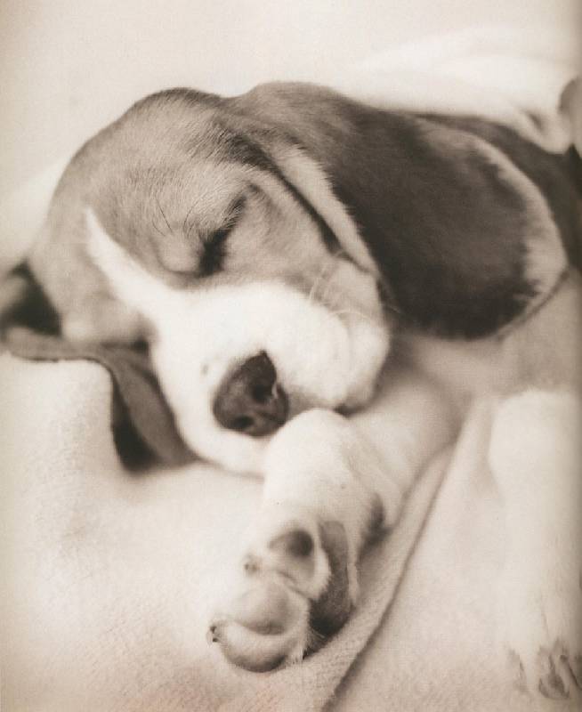 Иллюстрация 16 из 18 для 101 фотогерой. С любовью к собакам - Рейчел Хэйл | Лабиринт - книги. Источник: ЛиС-а