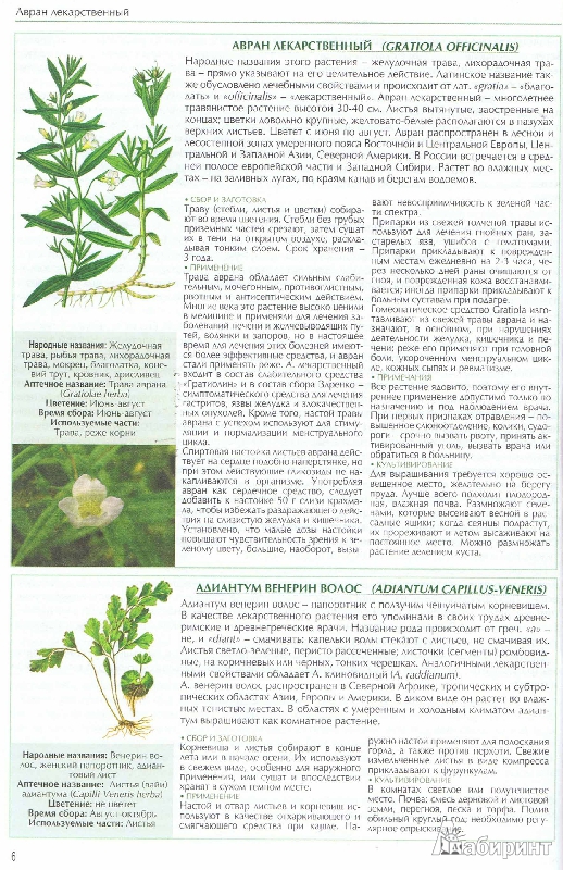 Иллюстрация 7 из 16 для Все о лекарственных растениях | Лабиринт - книги. Источник: Цветкова  Марина