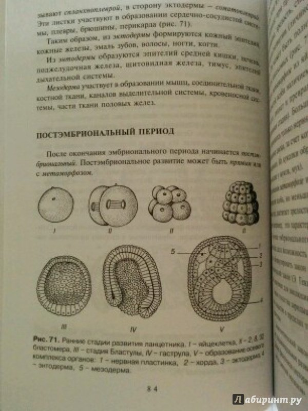 Иллюстрация 2 из 7 для Биология - Гринева, Чебышев | Лабиринт - книги. Источник: Мария
