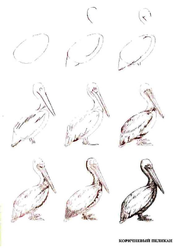 Иллюстрация 35 из 39 для Рисуем 50 исчезающих животных - Эймис, Бадд | Лабиринт - книги. Источник: Юта