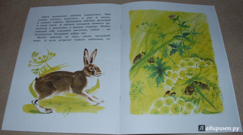 Иллюстрация 7 из 59 для Как заяц в лесу живёт - Вера Чаплина | Лабиринт - книги. Источник: Книжный кот