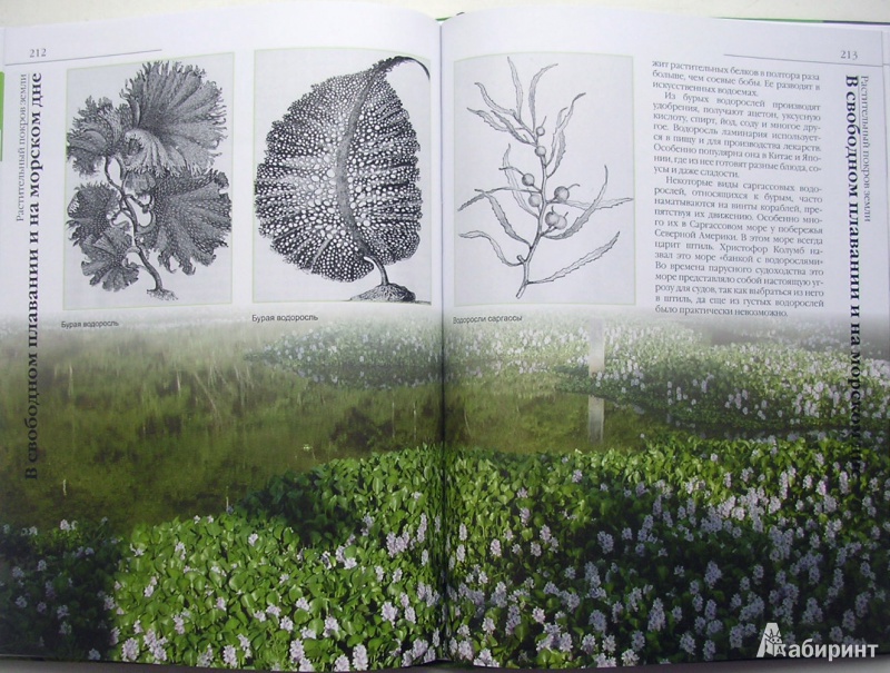 Иллюстрация 13 из 50 для В мире растений - Дикарева, Леонова | Лабиринт - книги. Источник: Allee